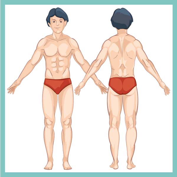 body parts2 - Health